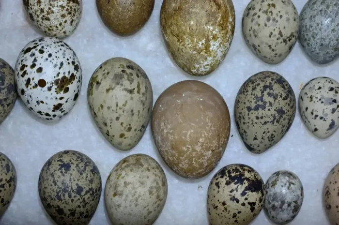 Framed Print : A selection of British Birds eggs from Victorian collection Framed Print : A selection of British Birds eggs from Victorian collection