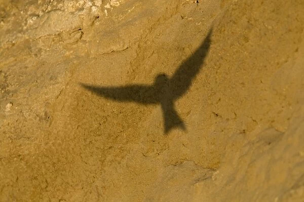 Shadow of flying Sand Martin Riparia riparia Norfolk July