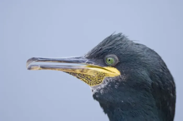 Framed Print : Shag Phalacrocorax aristotelis Staple Island Farne Islands Northumberland July