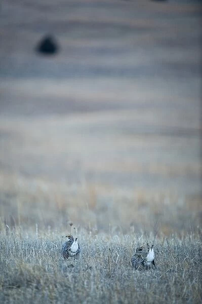 Sharp-tailed Grouse Tympanuchus phasianellus displaying on lek at dawn in the Sandhills