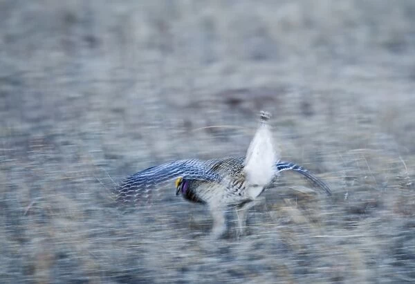 Sharp-tailed Grouse Tympanuchus phasianellus displaying on lek at dawn in the Sandhills
