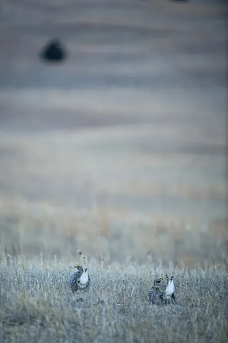 Framed Print : Sharp-tailed Grouse Tympanuchus phasianellus displaying on lek at dawn in the Sandhills Framed Print : Sharp-tailed Grouse Tympanuchus phasianellus displaying on lek at dawn in the Sandhills