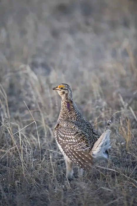 Framed Print : Sharp-tailed Grouse Tympanuchus phasianellus displaying on lek at dawn in the Sandhills Framed Print : Sharp-tailed Grouse Tympanuchus phasianellus displaying on lek at dawn in the Sandhills