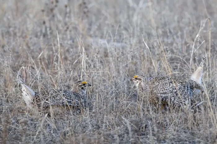 Framed Print : Sharp-tailed Grouse Tympanuchus phasianellus displaying on lek at dawn in the Sandhills Framed Print : Sharp-tailed Grouse Tympanuchus phasianellus displaying on lek at dawn in the Sandhills