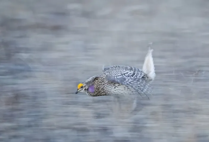 Framed Print : Sharp-tailed Grouse Tympanuchus phasianellus displaying on lek at dawn in the Sandhills Framed Print : Sharp-tailed Grouse Tympanuchus phasianellus displaying on lek at dawn in the Sandhills