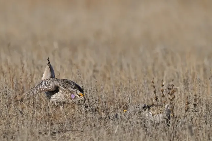 Framed Print : Sharp-tailed Grouse, Tympanuchus phasianellus at lek in Sandhills Nebraska USA Framed Print : Sharp-tailed Grouse, Tympanuchus phasianellus at lek in Sandhills Nebraska USA