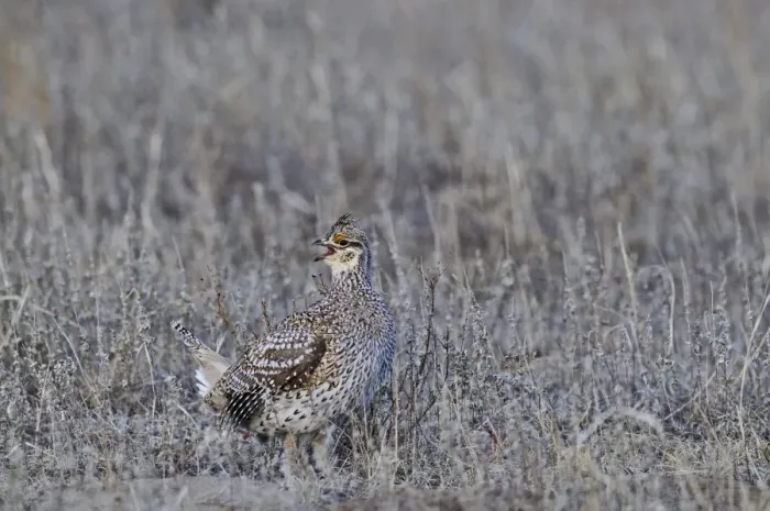 Framed Print : Sharp-tailed Grouse, Tympanuchus phasianellus at lek in Sandhills Nebraska USA Framed Print : Sharp-tailed Grouse, Tympanuchus phasianellus at lek in Sandhills Nebraska USA