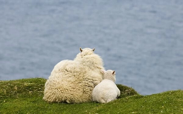 Sheep ewe and lamb on cliff top looking out to sea Shetland Scotland June
