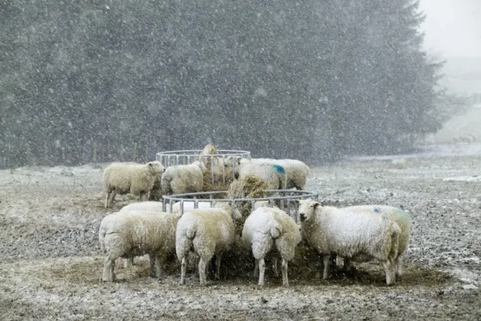 Framed Print : Sheep on hill farm in blizzard Cheviot Hills Northumberland January