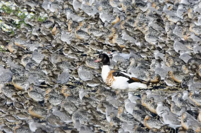 Framed Print : Shelduck Tadorna tadorna standing in middle of high tide wader roost of Knot Framed Print : Shelduck Tadorna tadorna standing in middle of high tide wader roost of Knot