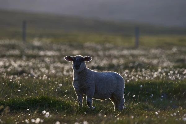 Shetland lamb on Unst Shetland June