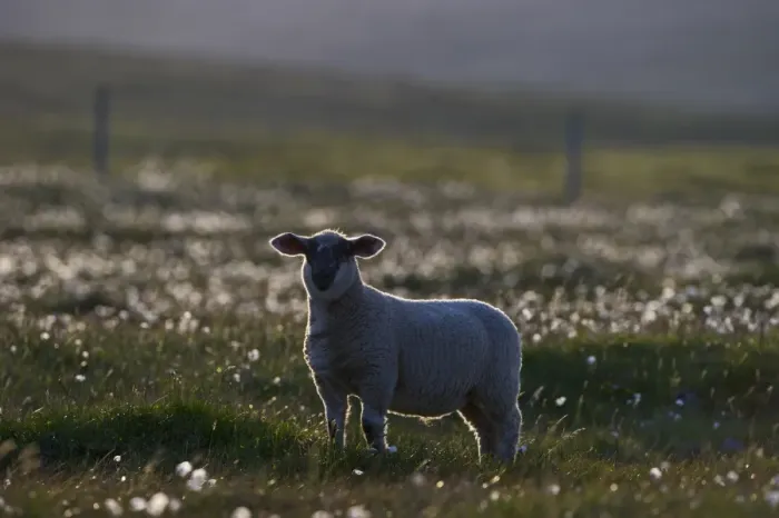 Framed Print : Shetland lamb on Unst Shetland June Framed Print : Shetland lamb on Unst Shetland June