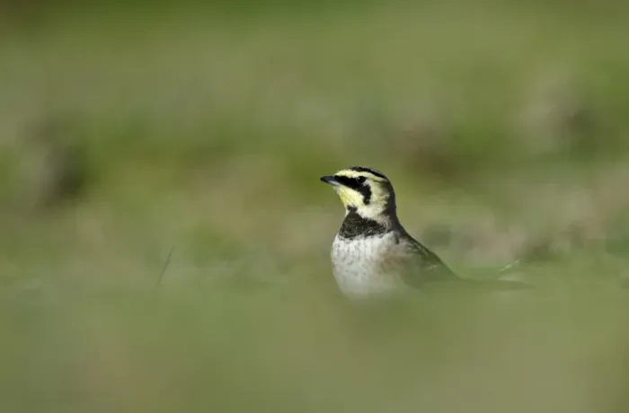 Framed Print : Shore Lark Eremophila alpestris Cley Norfolk winter Framed Print : Shore Lark Eremophila alpestris Cley Norfolk winter