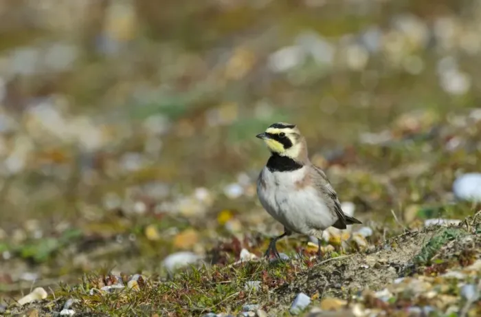 Framed Print : Shore Lark Eremophila alpestris Cley Norfolk winter Framed Print : Shore Lark Eremophila alpestris Cley Norfolk winter