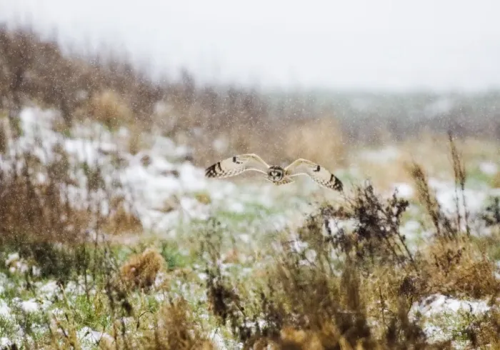 Framed Print : Short-eared Owl Asio flammeus hunting in the snow Norfolk winter Framed Print : Short-eared Owl Asio flammeus hunting in the snow Norfolk winter