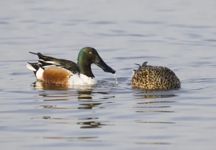 Framed Print : Shoveler Anas clypeata pair feeding Titchwell RSPB Reserve Norfolk April