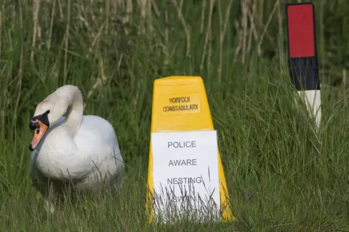 Framed Print : Sign to motorists to slow due to Mute Swan nest on roadside verge Cley Norfolk May Framed Print : Sign to motorists to slow due to Mute Swan nest on roadside verge Cley Norfolk May
