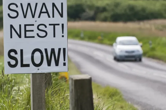 Framed Print : Sign to motorists to slow due to Mute Swan nest on roadside verge Cley Norfolk May Framed Print : Sign to motorists to slow due to Mute Swan nest on roadside verge Cley Norfolk May