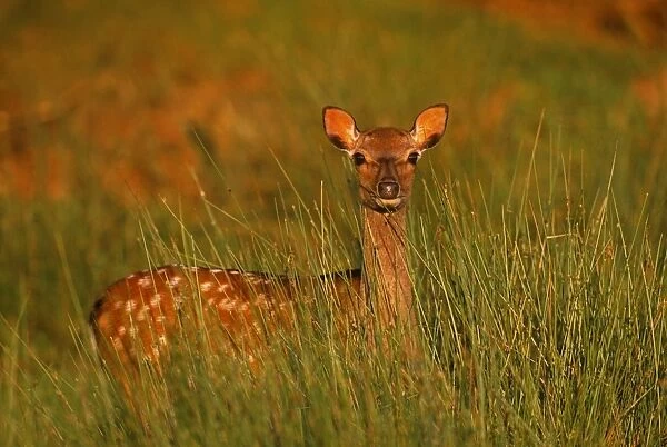 Sika Deer (doe) Cervus nippon, Kent, summer