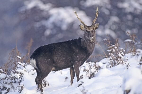 Sika stag in winter Kent UK