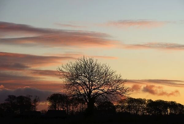 Silhoutted tree at sunset Burnham Norton Norfolk winter