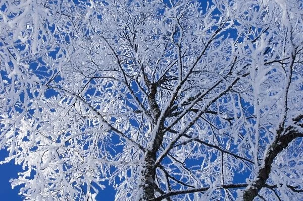 Silver Birch Trees Betula pendula covered in hoar frost Finland winter
