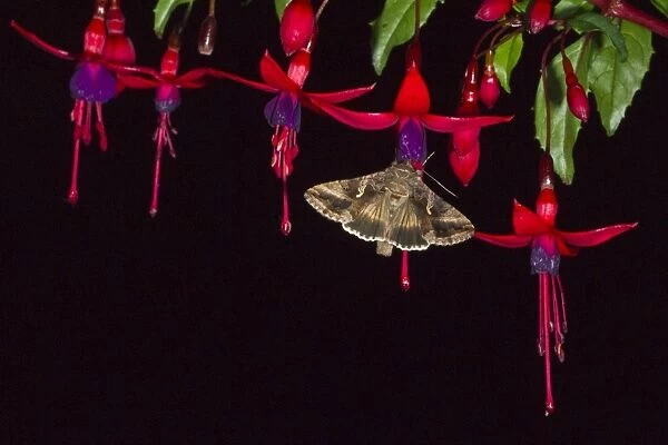 Silver Y Moth Autographa gamma feeding on fuschia flowers at night in garden Norfolk