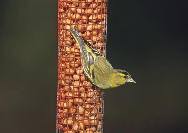 Siskin on nut feeder in garden winter UK