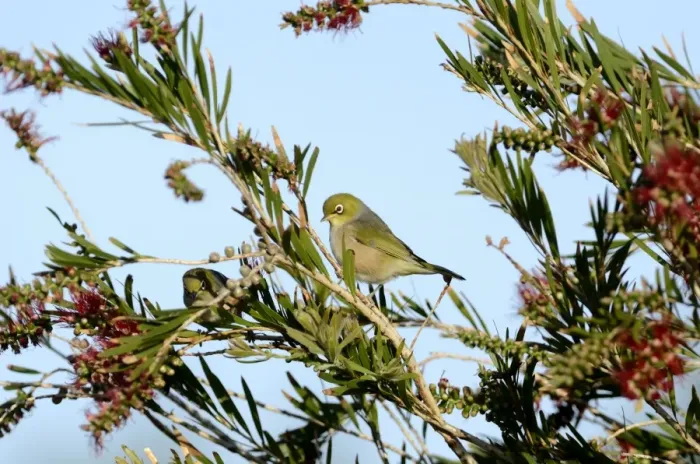 Framed Print : Sivereye Zosterops lateralis South Island New Zealand Framed Print : Sivereye Zosterops lateralis South Island New Zealand