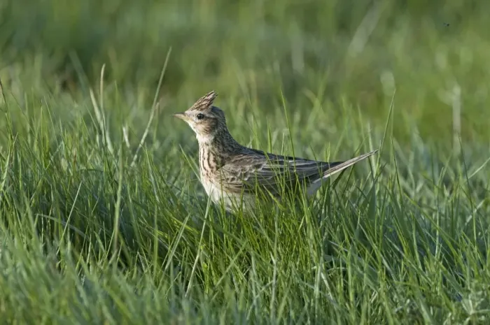 Framed Print : Skylark Alauda arvensis Kelling Norfolk April Framed Print : Skylark Alauda arvensis Kelling Norfolk April