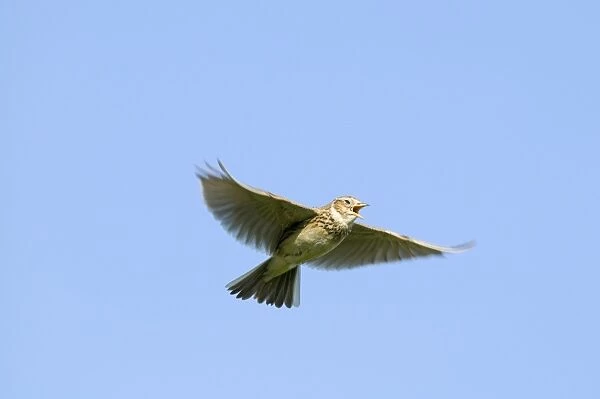 Skylark Alauda arvensis in song flight Kelling Norfolk April