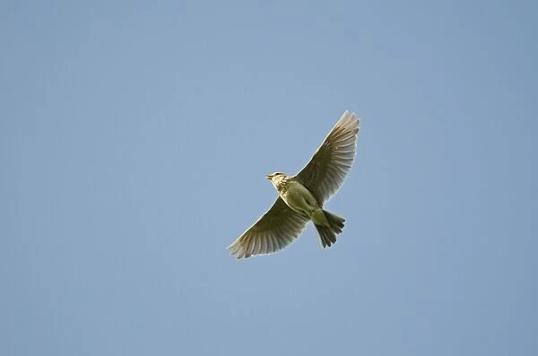 Skylark Alauda arvensis in song flight Kelling Norfolk April