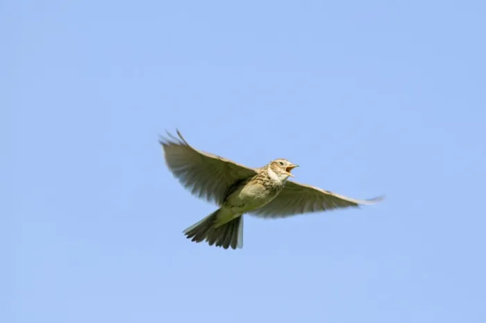 Framed Print : Skylark Alauda arvensis in song flight Kelling Norfolk April Framed Print : Skylark Alauda arvensis in song flight Kelling Norfolk April