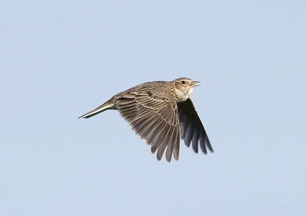 Skylark Alauda arvensis in song flight Norfolk spring