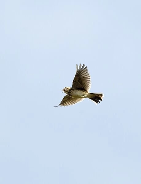 Skylark Alauda arvensis in song flight Norfolk April