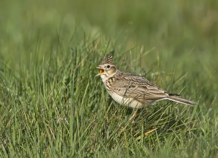 Framed Print : Skylark Alauda arvensis in song Kelling Norfolk April