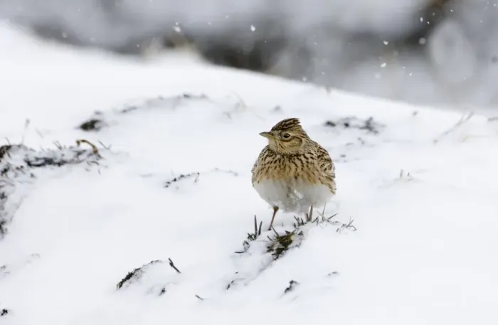 Framed Print : Skylark Alauda arvensis on stubble field in snow Norfolk UK winter Framed Print : Skylark Alauda arvensis on stubble field in snow Norfolk UK winter