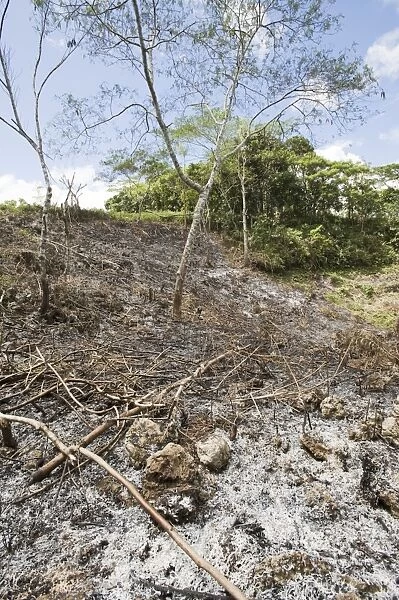 Slash and burn forest clearance in Alcoy Forest Cebu Philippines