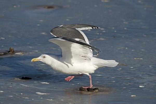 Slaty-backed Gull Larus schisisogus Hokkaido Japan winter