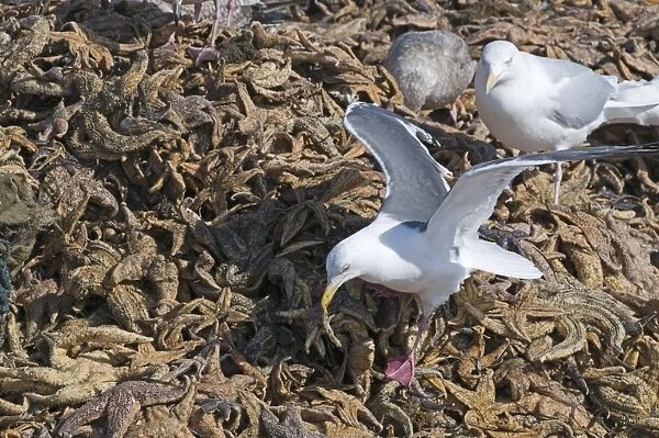 Slaty-backed Gulls Larus schisisogus feeding on dead starfish dumped on quay from