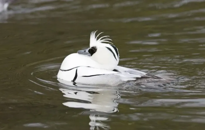 Framed Print : Smew Mergellus albellus male displaying in spring Finland Framed Print : Smew Mergellus albellus male displaying in spring Finland