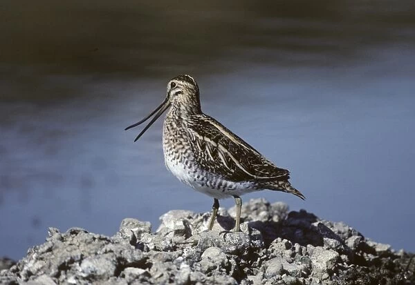 Snipe Gallinago gallinago showing flexibility of upper mandible Kent August