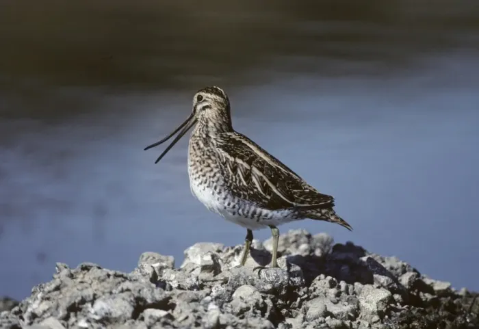 Framed Print : Snipe Gallinago gallinago showing flexibility of upper mandible Kent August Framed Print : Snipe Gallinago gallinago showing flexibility of upper mandible Kent August