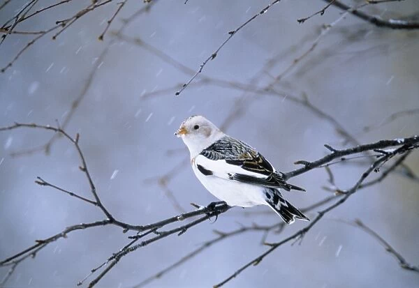 Snow Bunting male winter Finland