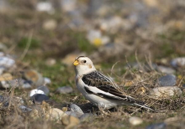 Snow Bunting Plectrophenax nivalis male in winter Salthouse Norfolk