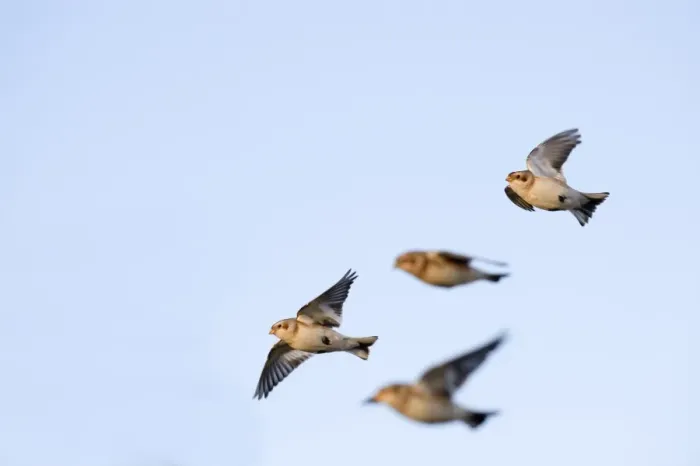 Framed Print : Snow Buntings Plectrophenax nivalis in winter Salthouse Norfolk Framed Print : Snow Buntings Plectrophenax nivalis in winter Salthouse Norfolk