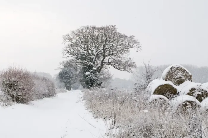 Framed Print : Snow covered lane and hay bales Postwick Norfolk December