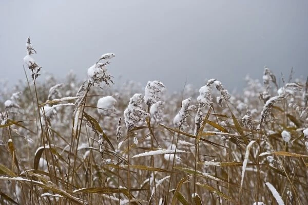Snow covered reeds at Strumpshaw Fen RSPB Reserve Yare Valley Norfolk