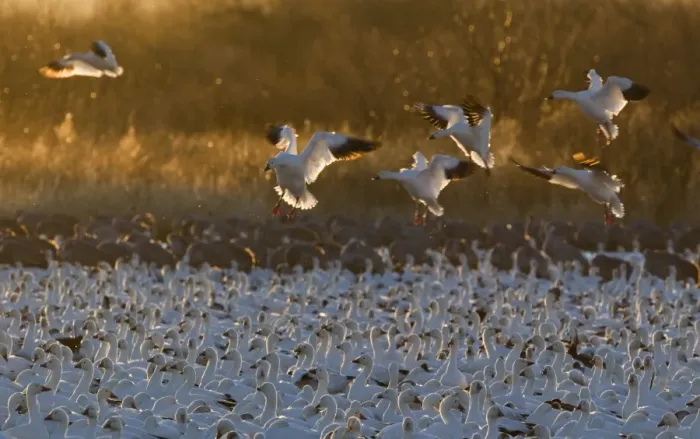 Framed Print : Snow Geese Chen caerulescens arriving at dawn Bosque del Apache New Mexico USA January Framed Print : Snow Geese Chen caerulescens arriving at dawn Bosque del Apache New Mexico USA January