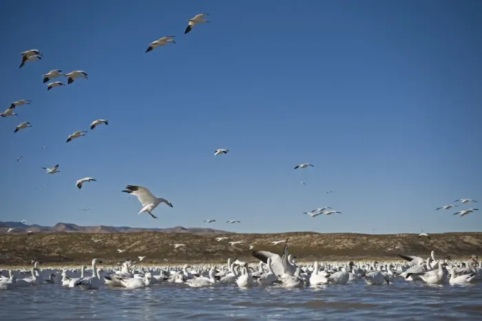 Framed Print : Snow Geese Chen caerulescens Bosque del Apache New Mexico USA January Framed Print : Snow Geese Chen caerulescens Bosque del Apache New Mexico USA January